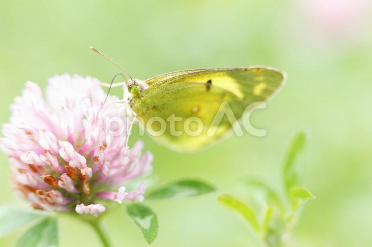 シロツメクサとモンキチョウ 春,かわいい,春の花の写真素材