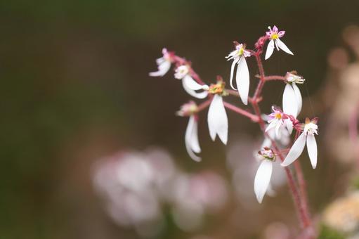Saxifrage, JPG Saxifrage, JPG