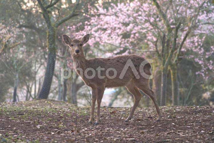 奈良公園の朝の鹿と桜 晴れ,早朝,鹿の写真素材