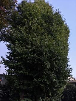 千葉県-法華経寺-泣銀杏 法華経寺,寺,正中山の写真素材