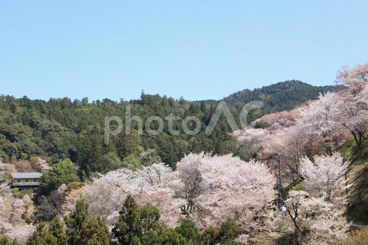 吉野山の桜の風景 桜,サクラ,吉野山の写真素材
