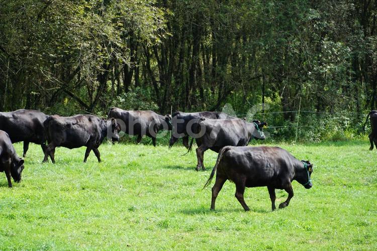 北海道の肉牛牧場　撮影地新冠町 北海道,肉牛,牛の写真素材