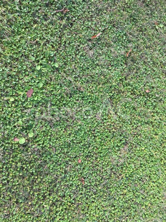 小さな草 緑の絨毯 バックグランド,パターン,風合いの写真素材