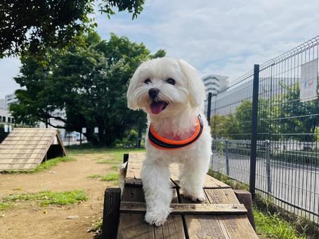 ドッグランで遊ぶ犬 ドッグランで遊ぶ犬 犬,マルチーズ,ペットの写真素材
