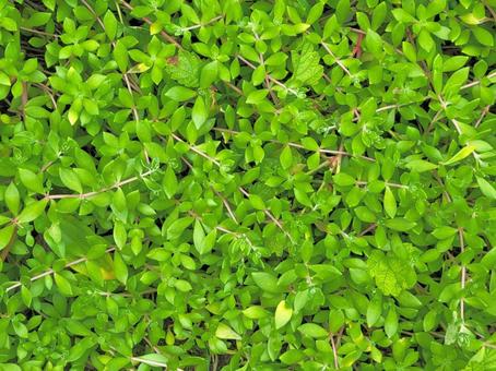 自然 緑の絨毯 自然 緑の絨毯 自然,緑,植物の写真素材