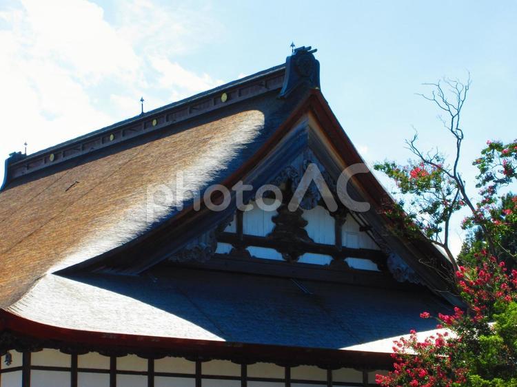 新潟県-浄興寺-本堂-近景 浄興寺,浄土真宗興行寺,寺の写真素材