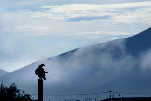 ＜素材＞雨の日に立ちのぼる滑昇霧とトンビ トンビ,鳶,夜明けの写真素材