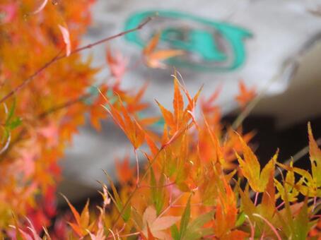 吉野の紅葉 秋,紅葉,もみじの写真素材