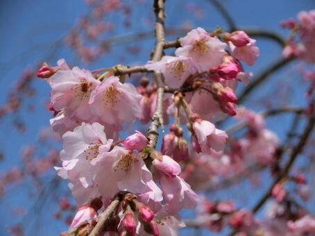 桜 桜の写真