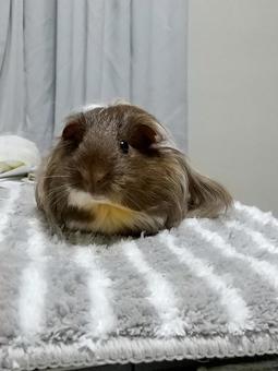ごはんですよ ごはんですよ モルモット,長毛種,シェルティの写真素材