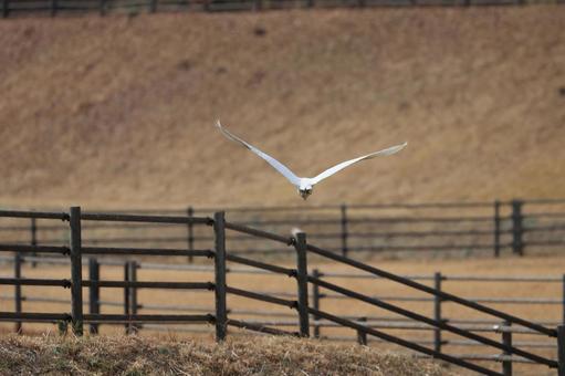 Photo, daisuke, bird, wild bird, 