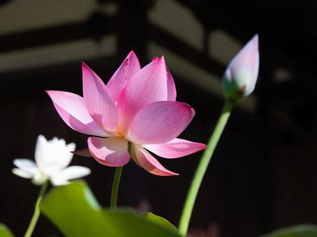 ピンクの蓮の花の写真