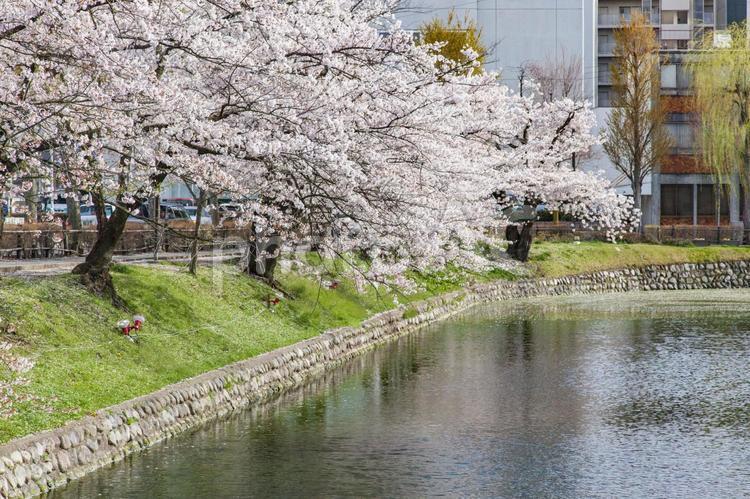 松本城のお堀の桜（長野県松本市） 松本城,桜,堀の写真素材