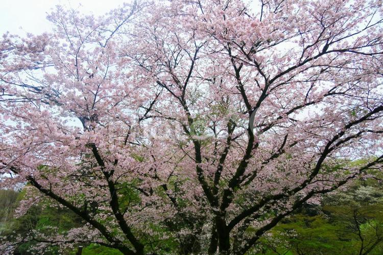 大きな桜の木の下 サクラ,公園,卒業式の写真素材