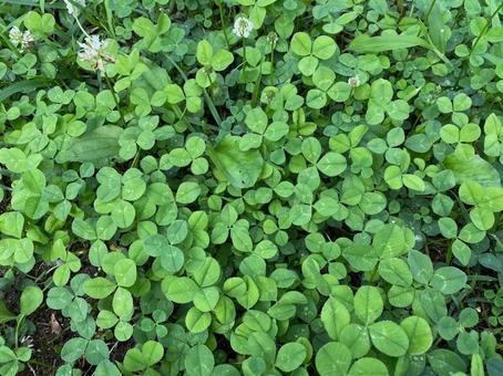 クローバー シロツメクサ,クローバー,三つ葉の写真素材