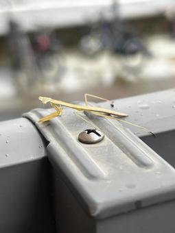 家のベランダにカマキリ 家のベランダにカマキリ カマキリ,幸運,縁起が良いの写真素材