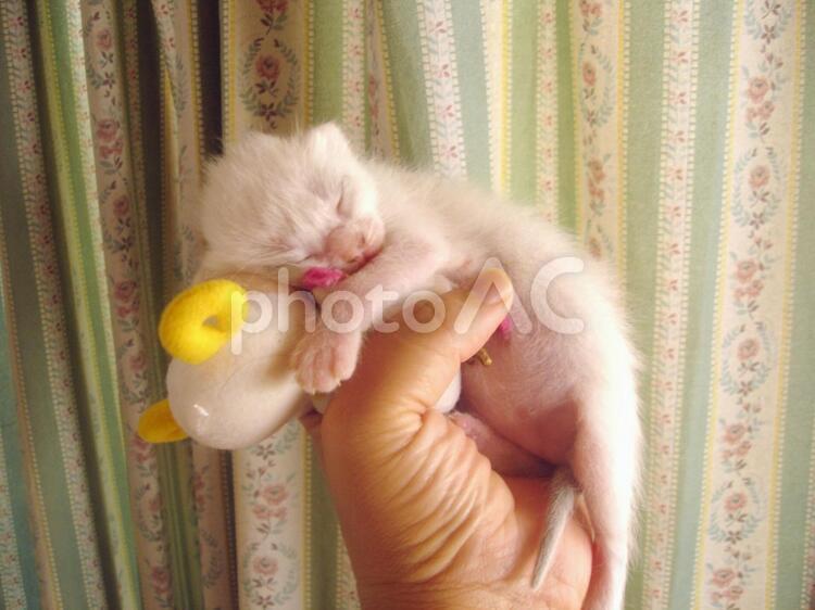 手の上でぬいぐるみに抱っこする子猫 子猫,子ねこ,子ネコの写真素材
