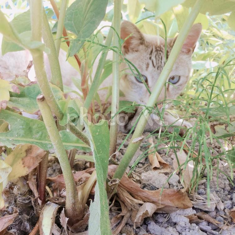 茂みの中の猫 猫,茂み,植物の写真素材