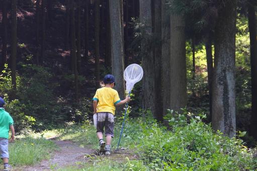 Collecting insects for children and mountains, insect collection, semi-taking, beetle, JPG