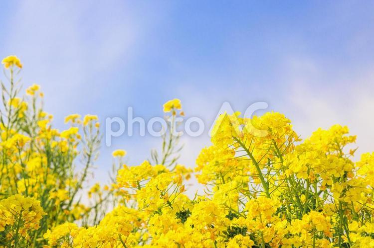 爽やかな青空に咲き誇る菜の花 青空,春,菜の花の写真素材