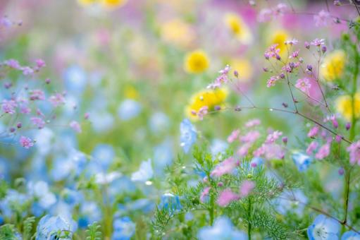 いろんな花々 いろんな花々 瑠璃唐草,屋外,雲の写真素材