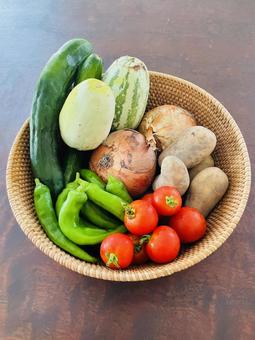 家庭菜園の恵み 色とりどりの野菜たち 家庭菜園の恵み 色とりどりの野菜たちの写真