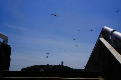 江の島とトンビ 江の島とトンビの写真