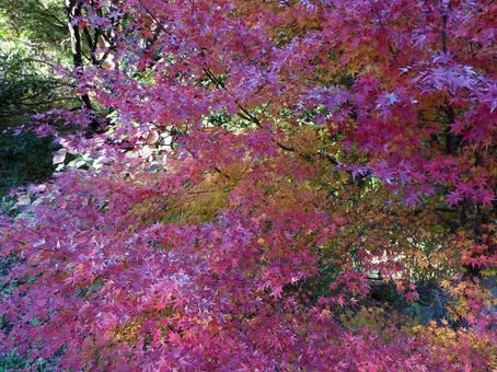 光の加減で赤紫色に見える公園の紅葉 光の加減で赤紫色に見える公園の紅葉 紅葉,もみじ,かえでの写真素材