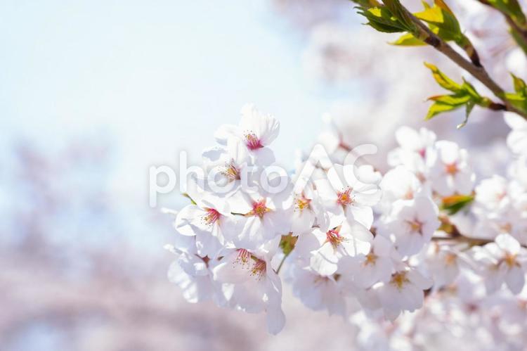 ソメイヨシノ　さくら満開 さくら,サクラ,祝いの写真素材