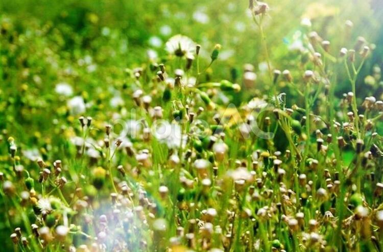 野原の綿毛がなくなったたんぽぽ 野原,緑,たんぽぽの写真素材
