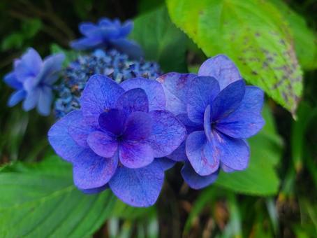 あじさいの写真
