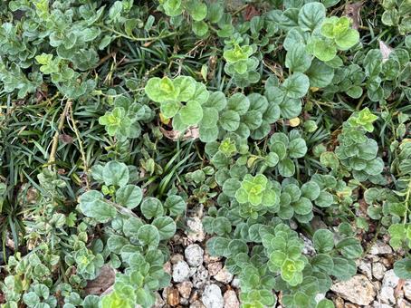 グランドカバーに広がる緑の葉 緑の葉,植物,庭の写真素材