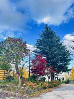 秋の神鍋高原　秋　紅葉 イチョウ,秋,紅葉の写真素材