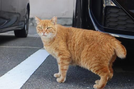 茶トラはオスが多い 茶トラはオスが多いの写真