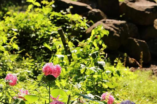 谷厳寺のハートの紫陽花1 谷厳寺のハートの紫陽花1の写真
