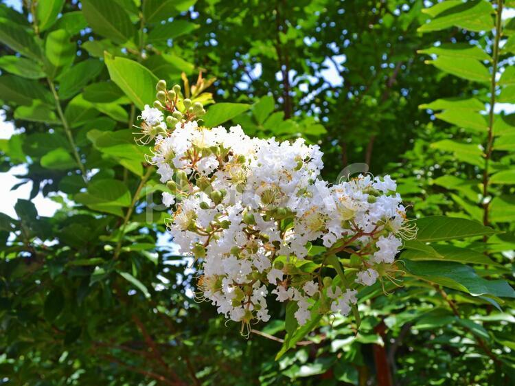 白い花のサルスベリ（百日紅）の木 百日紅,サルスベリ,白花の写真素材