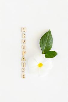 「MENOPAUSE」の文字と白い花 生理,月経,menopauseの写真素材