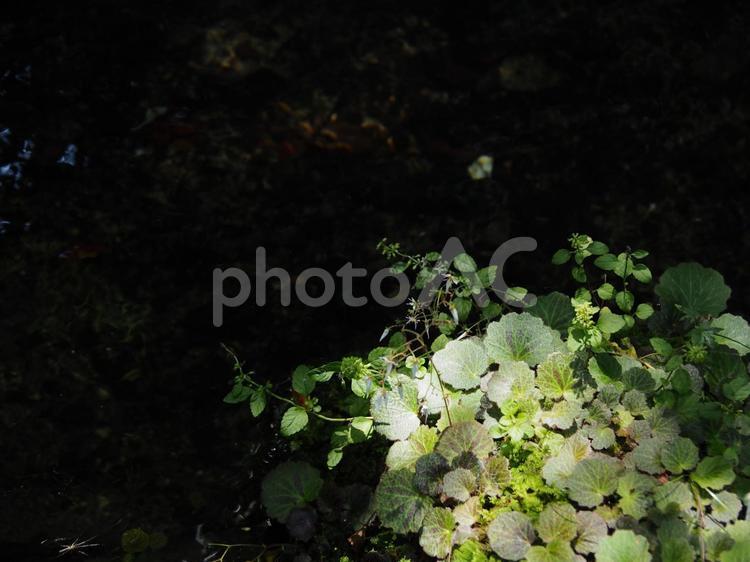 川辺に咲く草木 川,草木,田舎の写真素材
