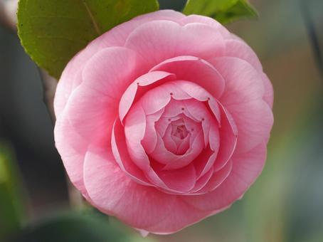 オトメツバキ オトメツバキ,椿,乙女椿の写真素材