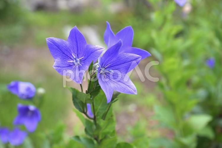 初夏に咲いた桔梗の花 桔梗,キキョウ,初夏の写真素材