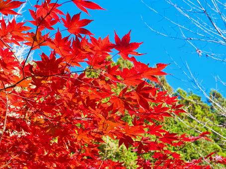 紅葉 カエデ,楓,紅葉の写真素材