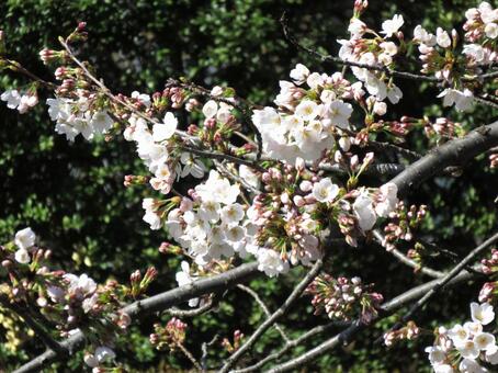 街中の植え込みにて開花し始めた桜 桜,木,樹木の写真素材
