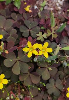 カタバミ カタバミ カタバミ,花,小花の写真素材