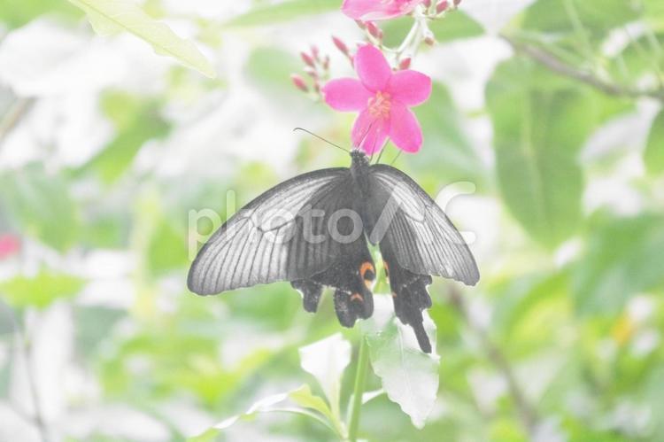 ジャコウアゲハ(蝶)のある一日 ジャコウアゲハ,蝶,昆虫の写真素材