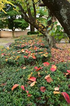 五福公園の紅葉 紅葉,風景,植物の写真素材