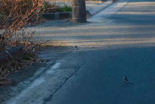 道を悠々と歩くハクセキレイ ハクセキレイ,セキレイ科,野鳥の写真素材