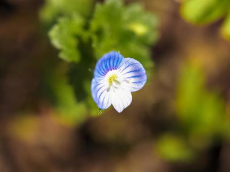 小さな青い花、星の瞳の写真