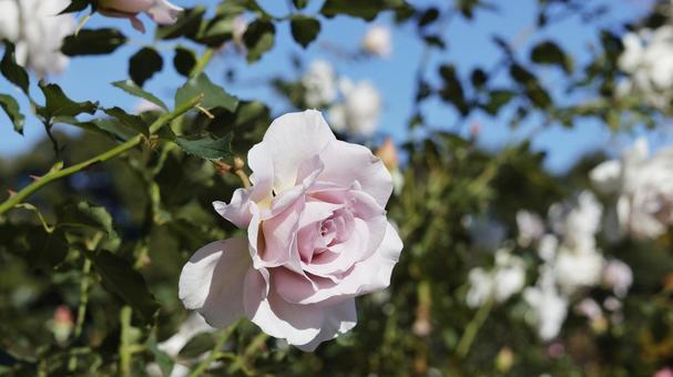 【花の写真】ばらの花 rose,植物,園芸の写真素材