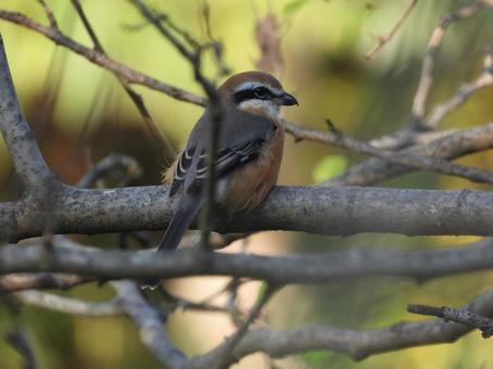 近所の庭の木に止まってるモズ 鳥,野鳥,鳥類の写真素材