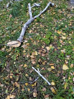 朽ちた木②の写真